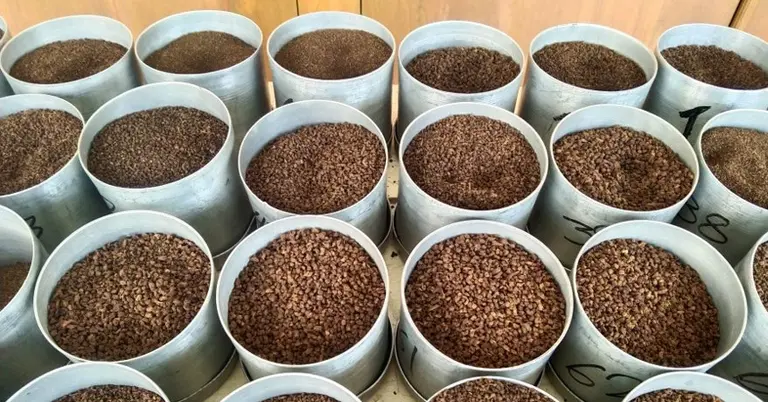 নিলামের জন্য রাখা বিভিন্ন ধরনের চা